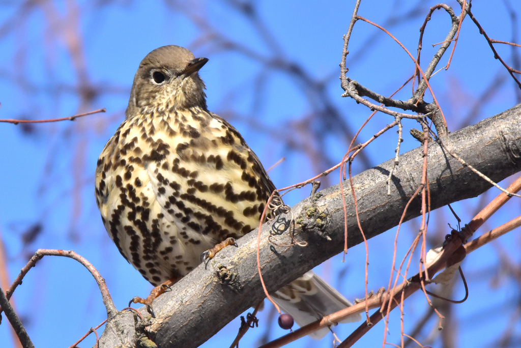 European Mistle Thrush