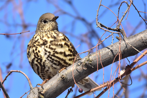 Mistle Thrush