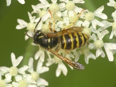 Dolichovespula saxonica