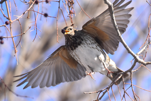 Black-throated Thrush