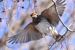 Black-Throated Thrush photo 5