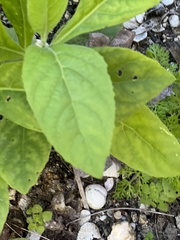Verbesina virginica