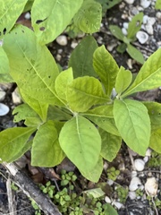 Verbesina virginica