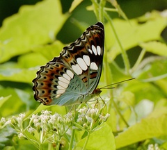 Moduza procris milonia