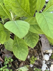 Verbesina virginica