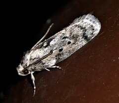 Philobota baryptera
