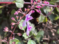 Plectranthus verticillatus