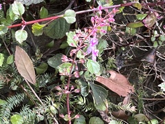 Plectranthus verticillatus