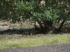 Sturnella magna lilianae