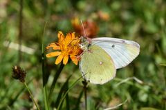 Colias phicomone