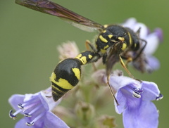 Eumenes coronatus