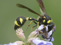 Eumenes coronatus