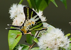 Graphium antiphates itamputi