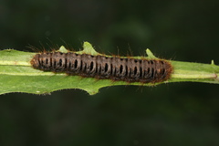 Lemonia dumi