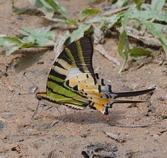 Graphium antiphates itamputi