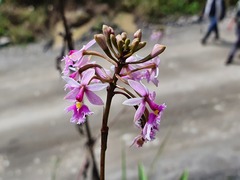 Epidendrum calanthum