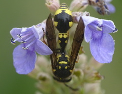 Eumenes coronatus