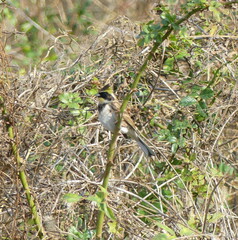 Emberiza elegans