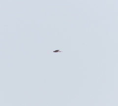 Accipiter nisus