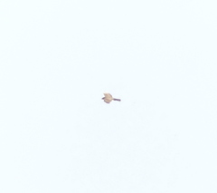 Accipiter nisus