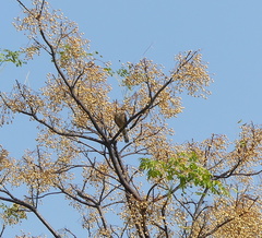Accipiter nisus
