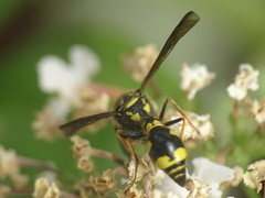 Eumenes coronatus