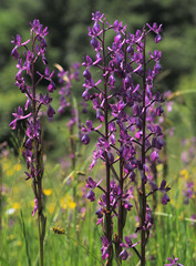 Anacamptis laxiflora