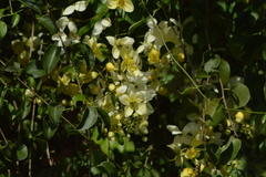 Cassia fistula