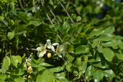 Cassia fistula