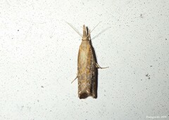 Neodactria luteolellus