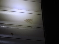 Stegania trimaculata