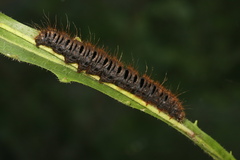 Lemonia dumi