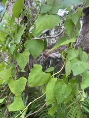 Mikania cordifolia