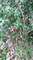 Salvia microphylla