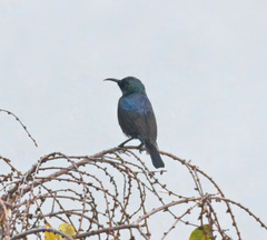 Cinnyris bifasciatus