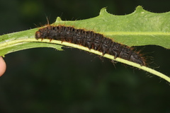 Lemonia dumi
