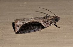 Statherotis pendulata