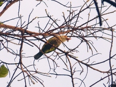 Psilopogon lineatus