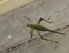 Ephippitytha trigintiduoguttata