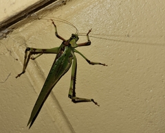 Ephippitytha trigintiduoguttata