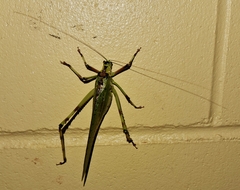 Ephippitytha trigintiduoguttata