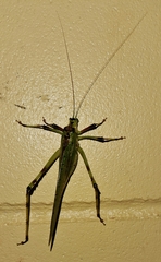 Ephippitytha trigintiduoguttata