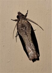 Statherotis pendulata