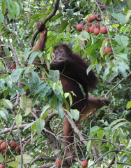 Pongo pygmaeus morio