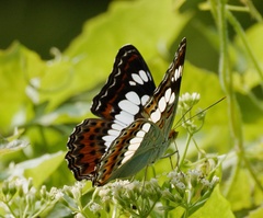 Moduza procris milonia