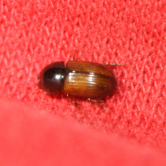 Aphodius fimetarius