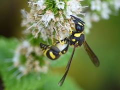 Eumenes papillarius