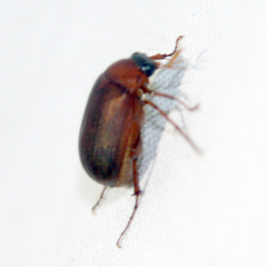 Serica brunnea