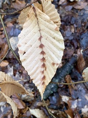 Acalitus ferrugineum