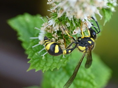 Eumenes papillarius